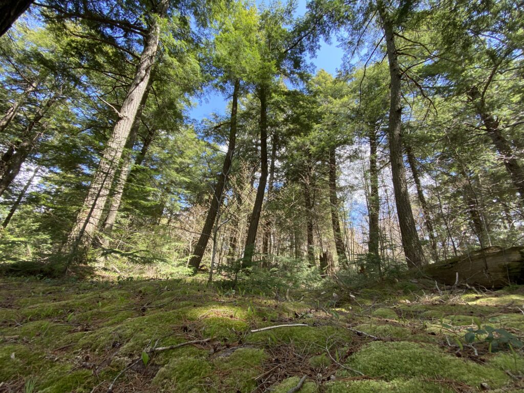 e_algonquin3