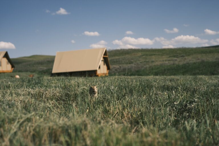 c_Grasslands__DSF2929