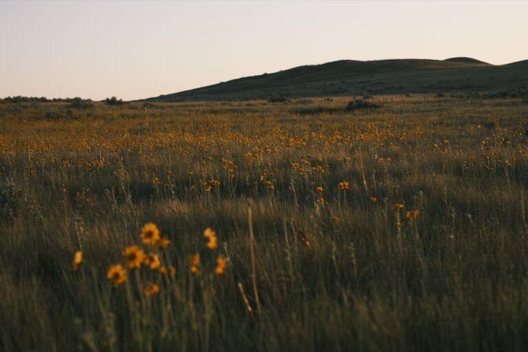 c_Grasslands__DSF2935
