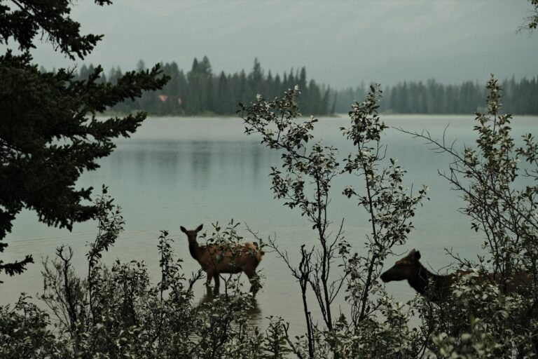 c_Jasper__DSF3096