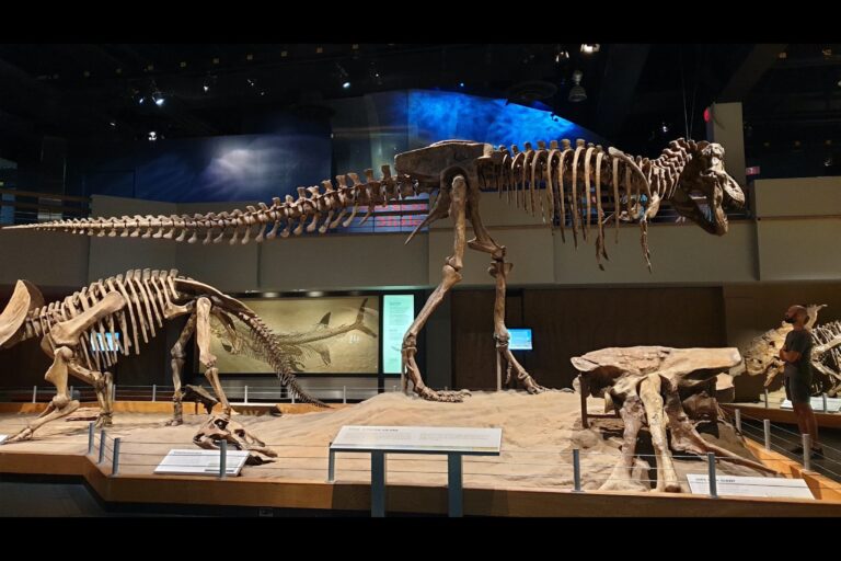 d_dinosaur_IMG_458EA1C4A924-1