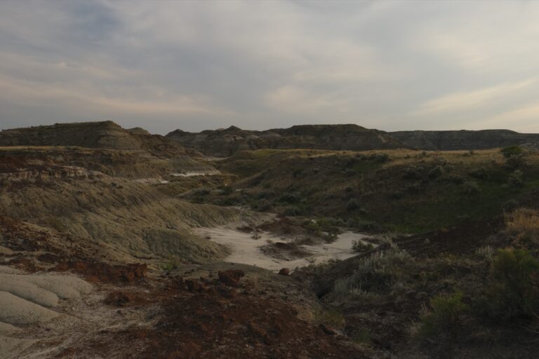 d_dinosaur__DSF2976