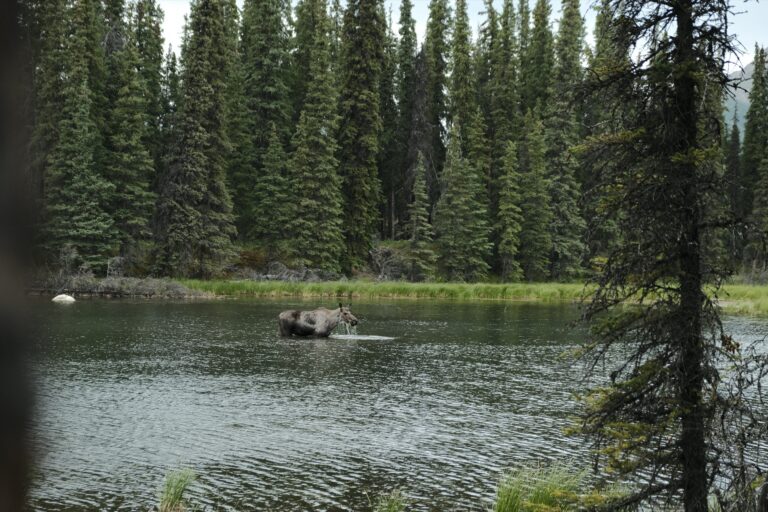 b_denali_DSF3282