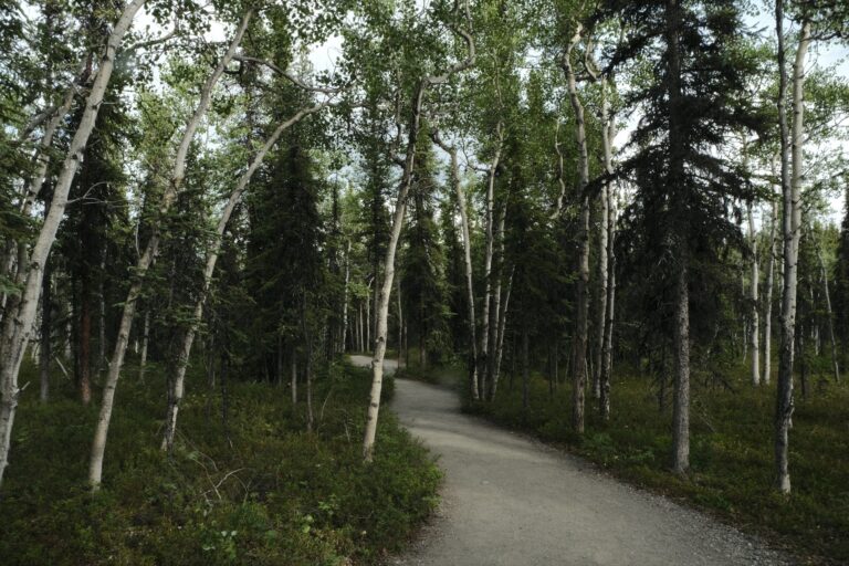 b_denali_DSF3308