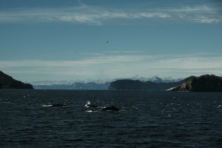 c_seward_DSF3531