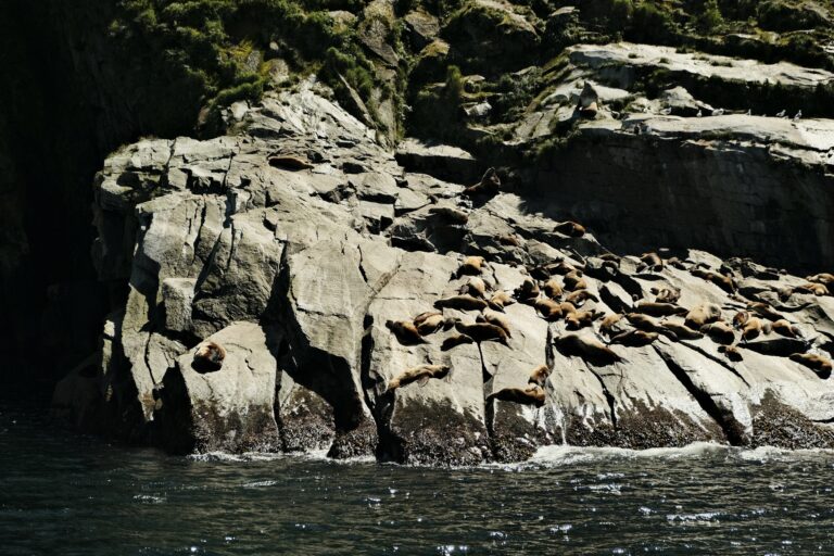 c_seward_DSF3567