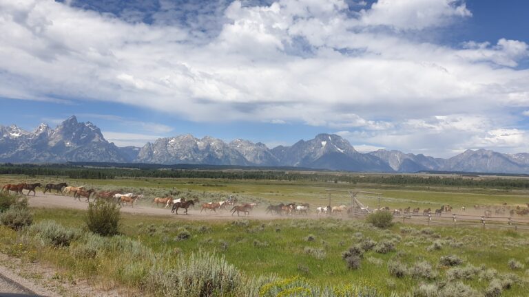 a_Littlewildhorse_20230728_115639