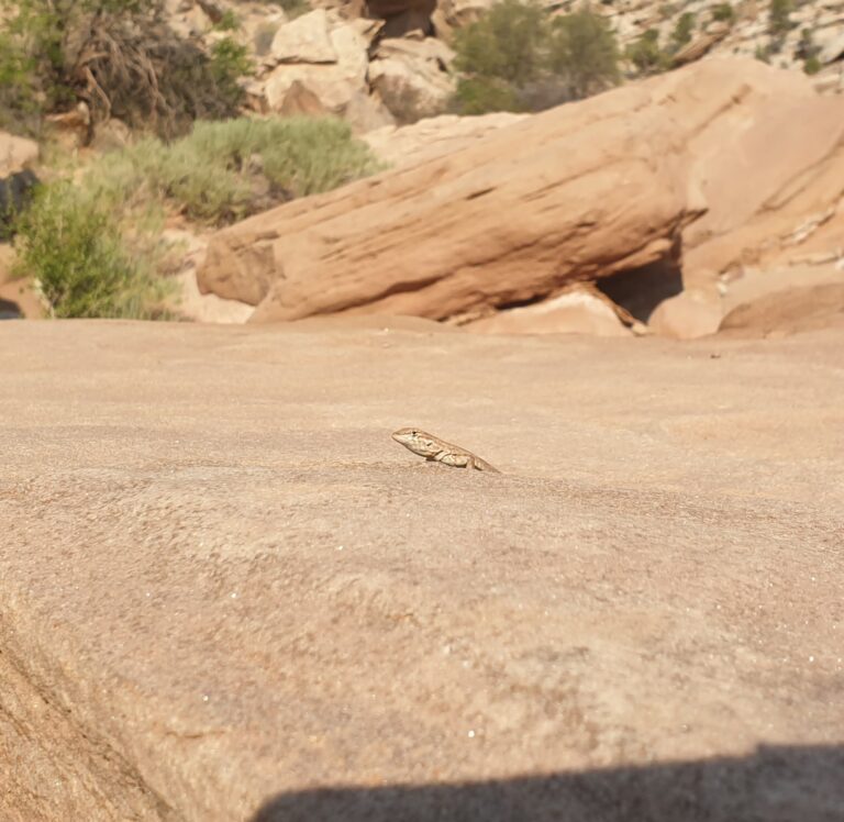 a_Littlewildhorse_20230730_092131
