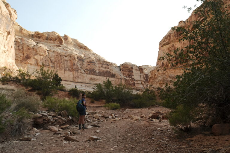 a_Littlewildhorse__DSF4284