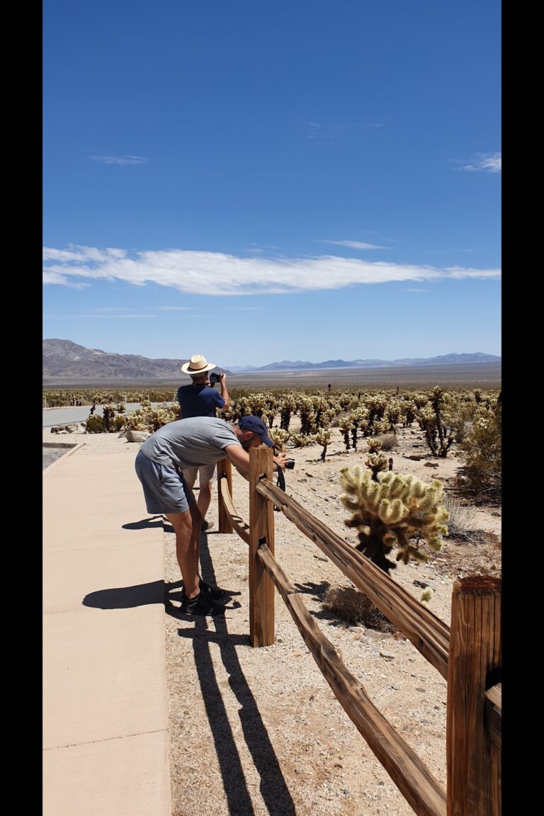 c_joshuatree_20230823_131824
