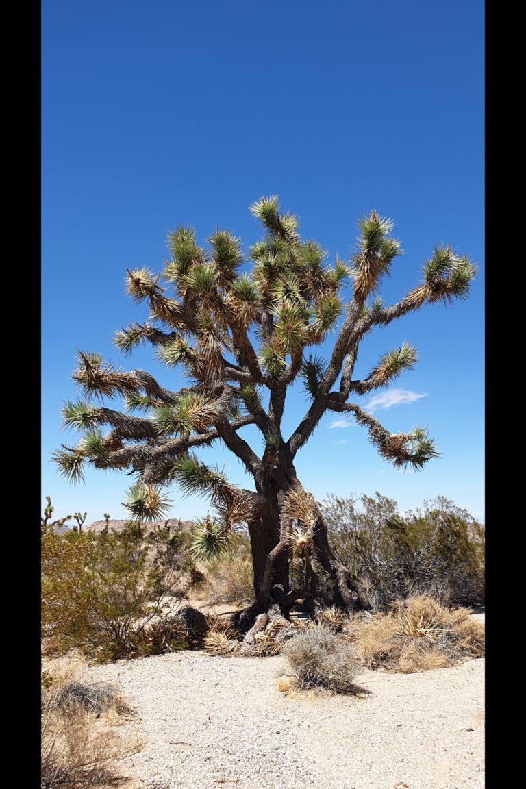 c_joshuatree_20230823_140435