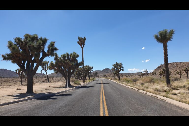 c_joshuatree_20230823_144839