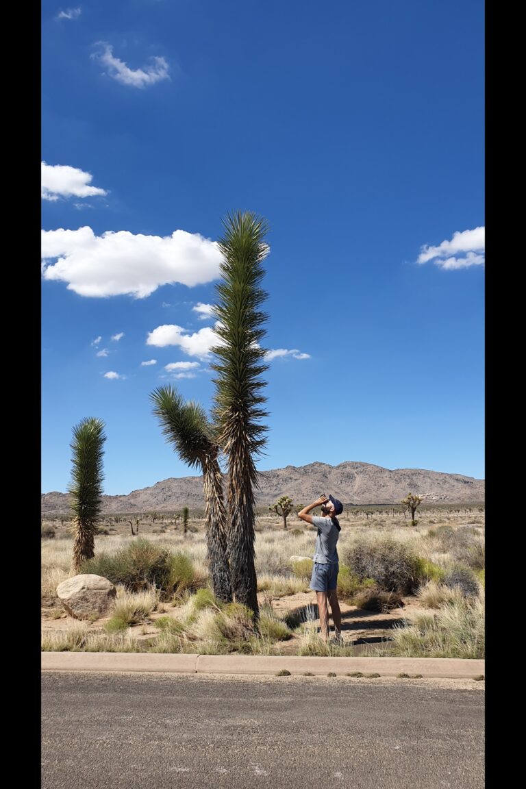 c_joshuatree_20230823_144909