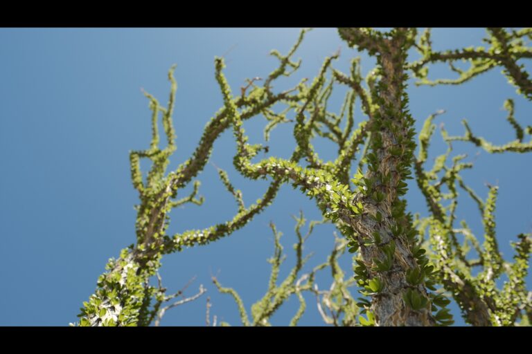 c_joshuatree__DSF4691