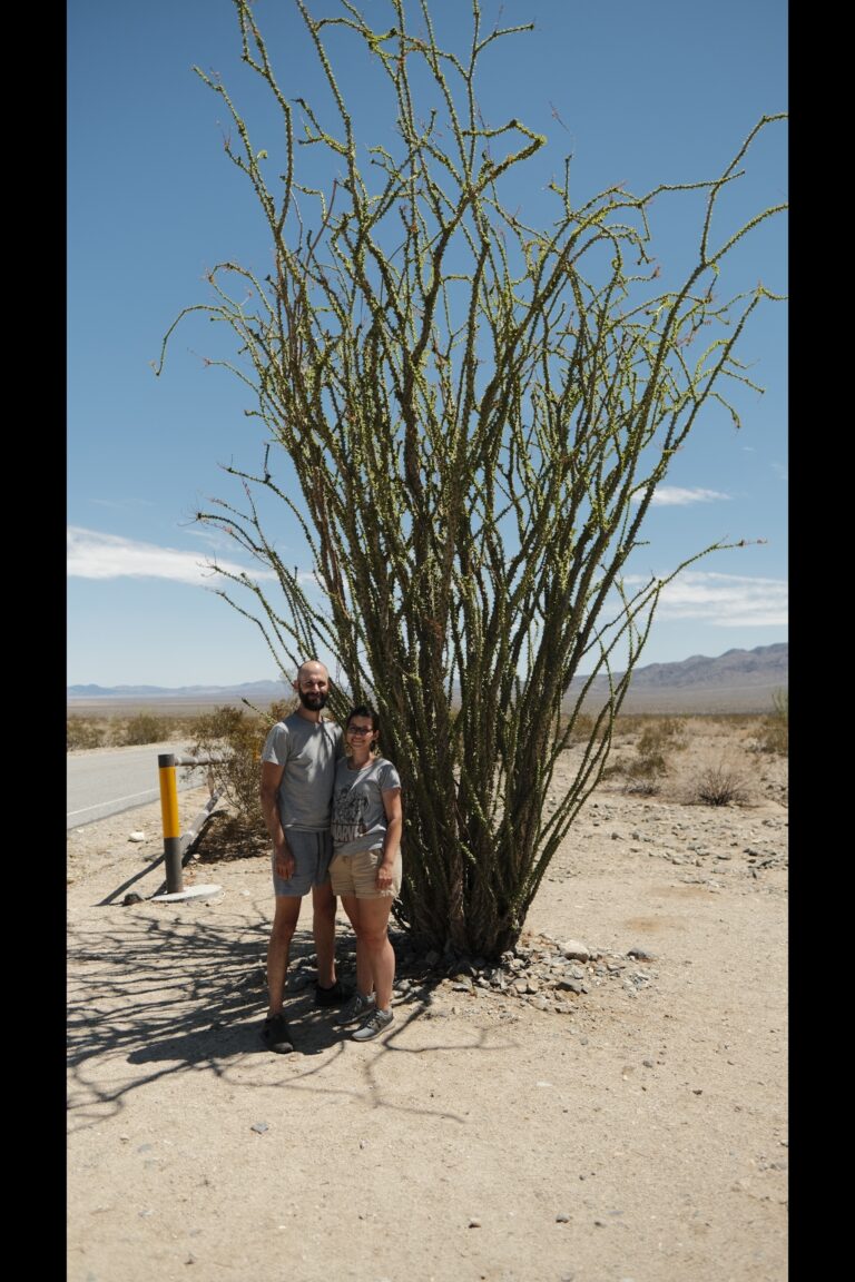 c_joshuatree__DSF4697