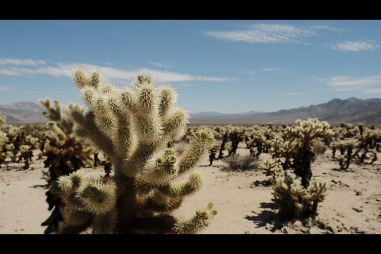 c_joshuatree__DSF4701