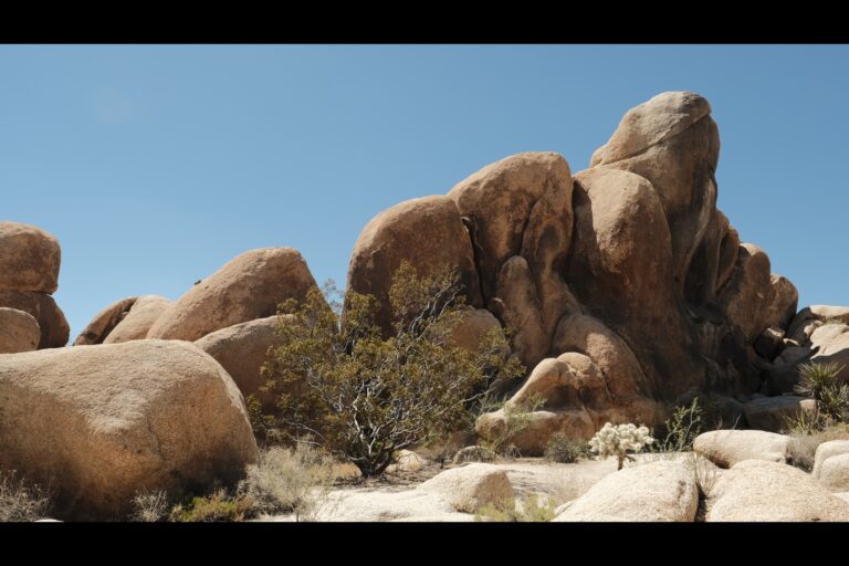 c_joshuatree__DSF4713