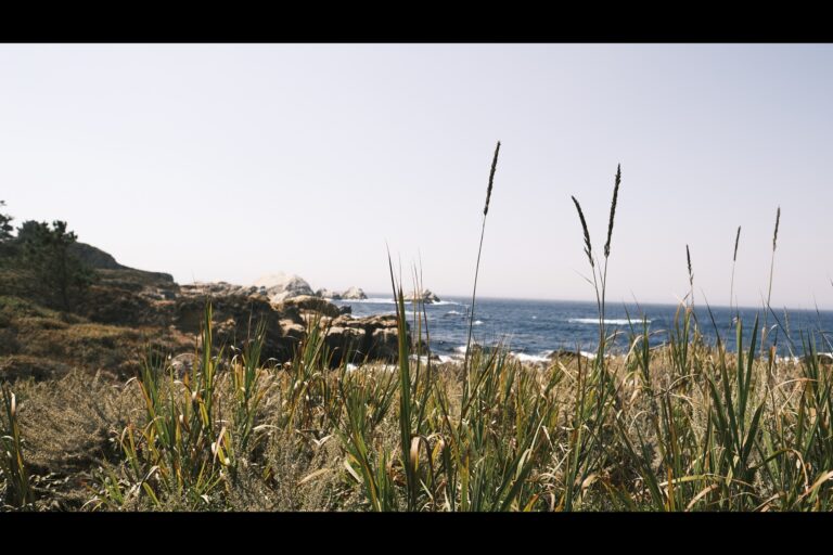 d_pointlobos__DSF5038