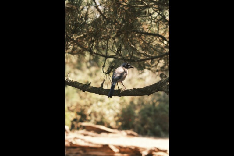 d_pointlobos__DSF5064edit