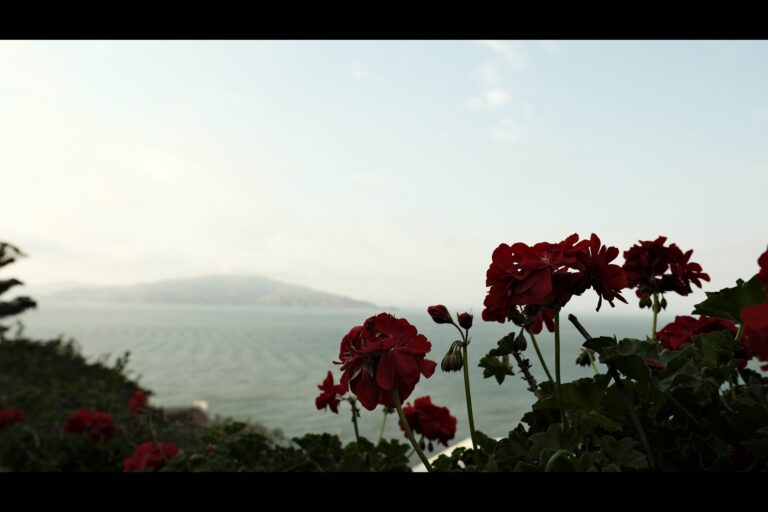 a_Alcatraz__DSF5124