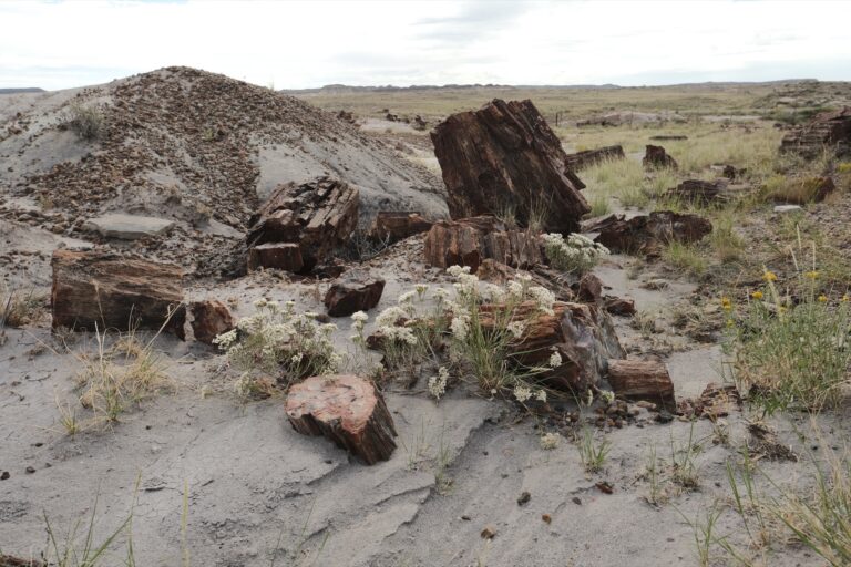 c_PetrifiedForrest__DSF5570