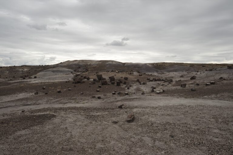 c_PetrifiedForrest__DSF5573edit