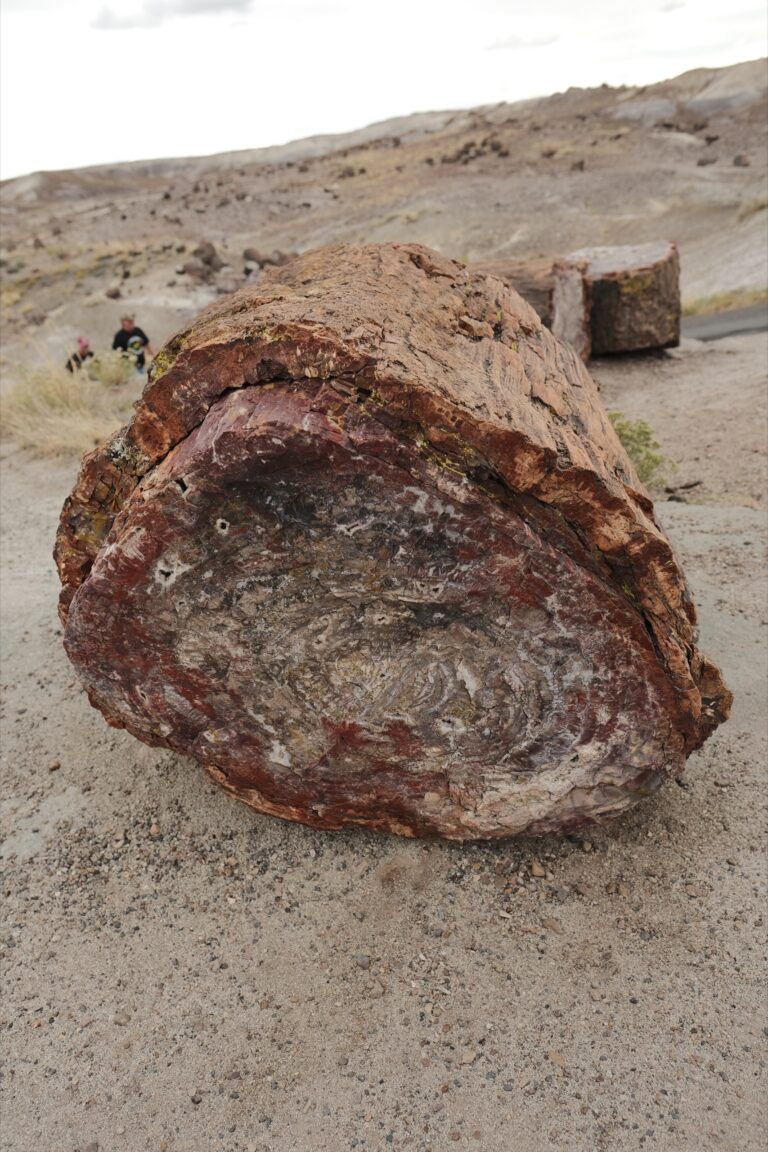 c_PetrifiedForrest__DSF5574