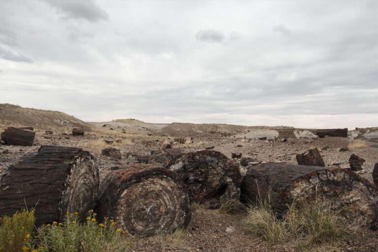 c_PetrifiedForrest__DSF5576