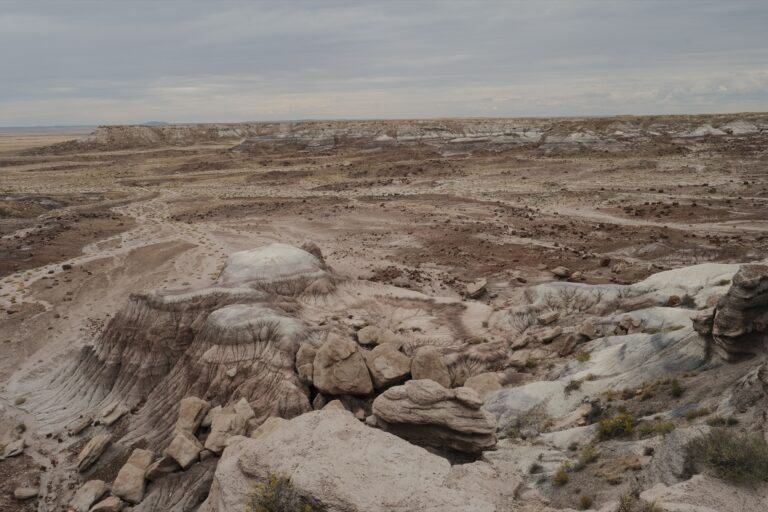 c_PetrifiedForrest__DSF5587