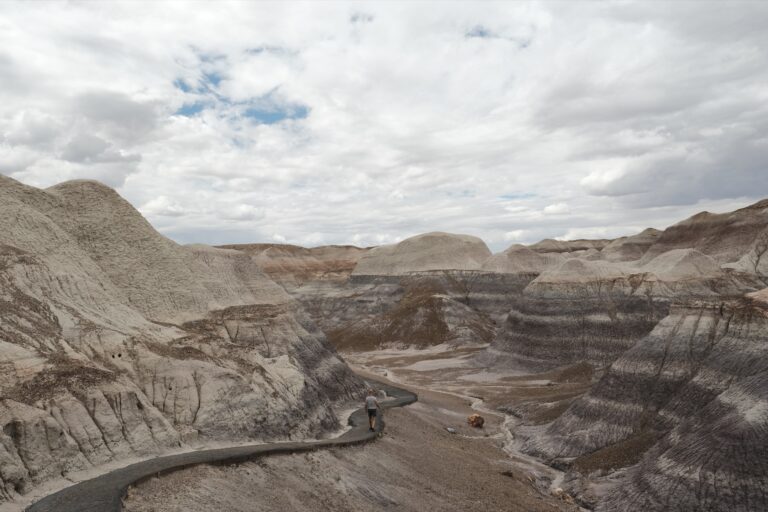 c_PetrifiedForrest__DSF5597