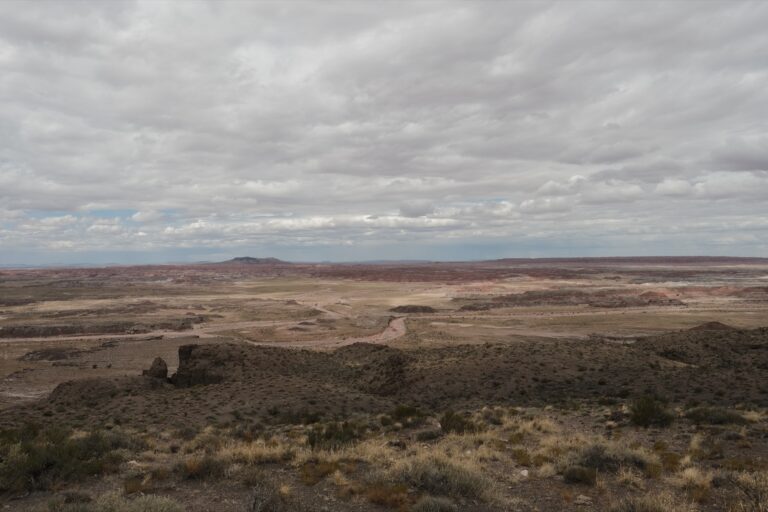 c_PetrifiedForrest__DSF5617