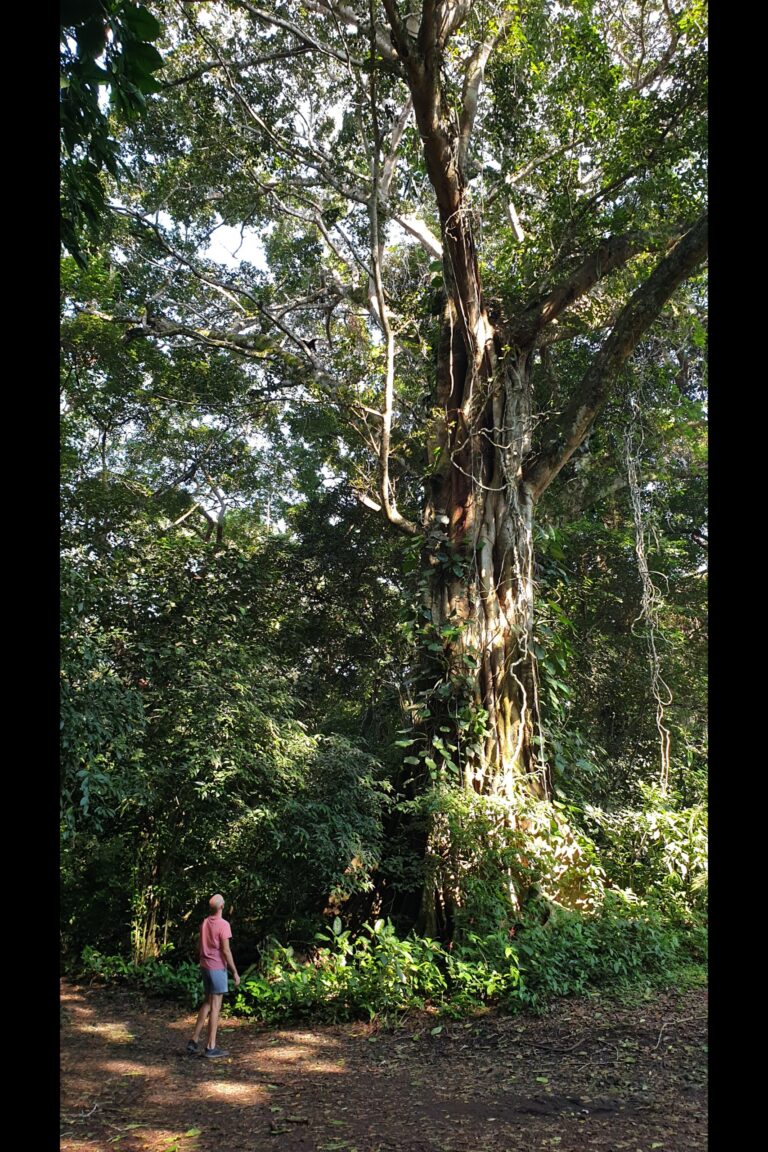 e_La_Jungla_20231019_153016