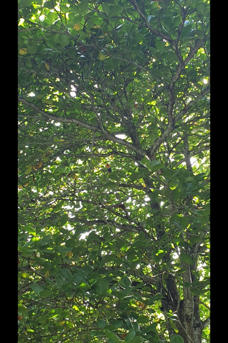 e_La_Jungla_20231020_101252