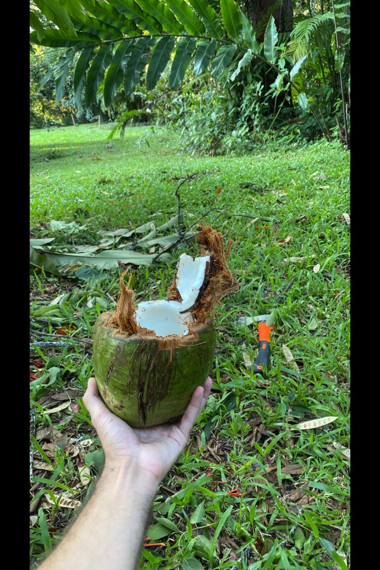 e_La_Jungla_BMFD4012