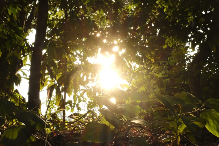 e_La_Jungla__DSF5976