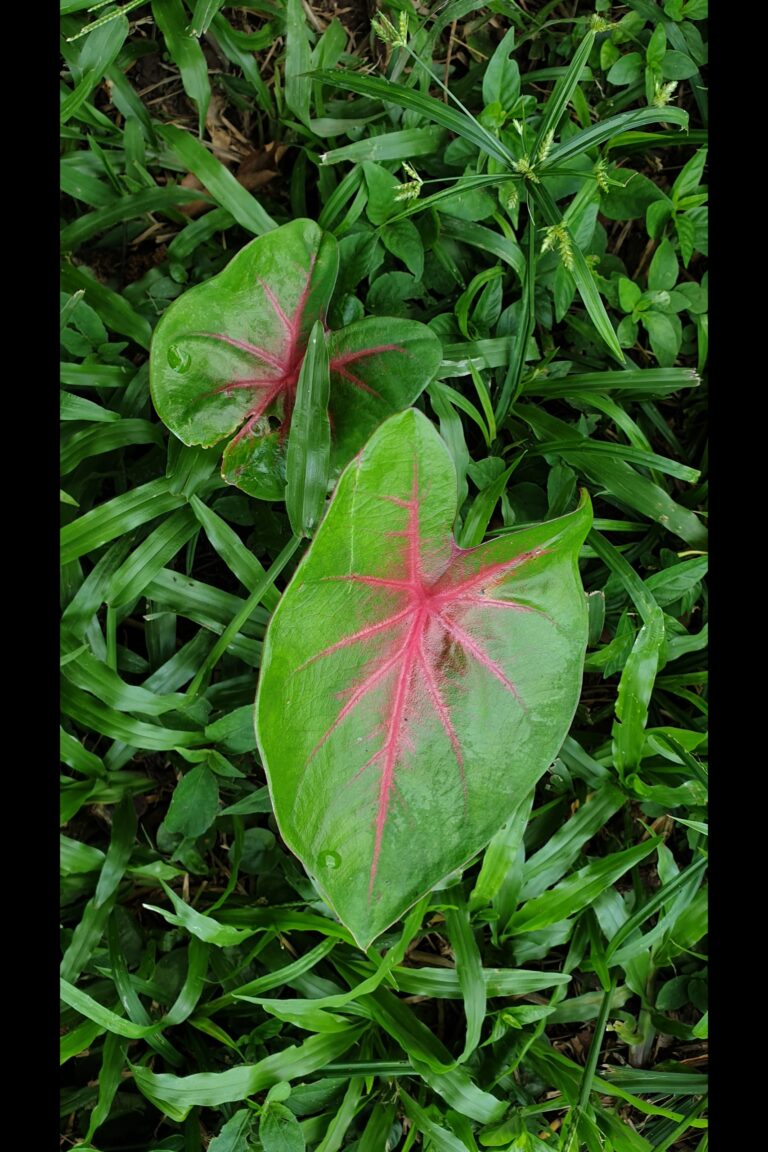 f_La_Venta_20231021_102055