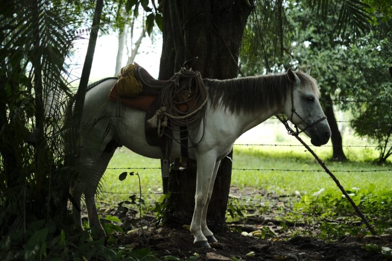 h_Palenque__DSF5993
