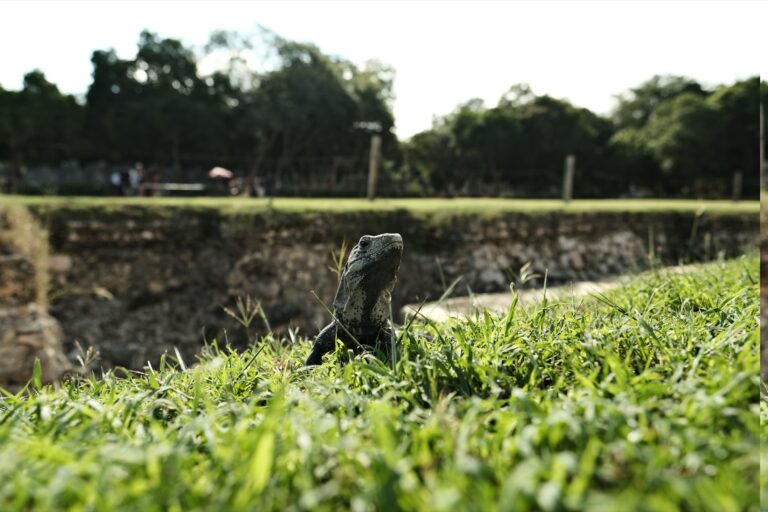 i_chichen_itza__DSF6088